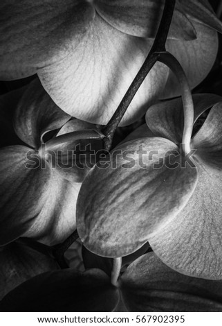 A black and white, close-up photograph of petals of an Orchid. This photo was taken in Brisbane, Australia. 
