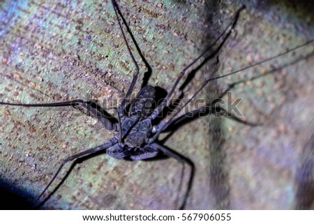 Scorpion spider found in the jungles of central america
