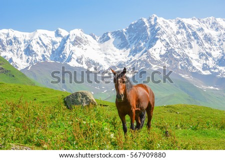 horse in the valley of snow-capped mountains in the background