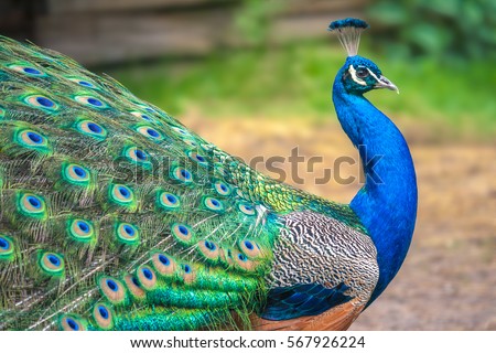 Peacock with spread wings in profile. Royalty-Free Stock Photo #567926224