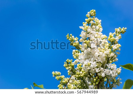 Photo of flowering branch of lilac in spring against the blue sky. Shallow depth of field.