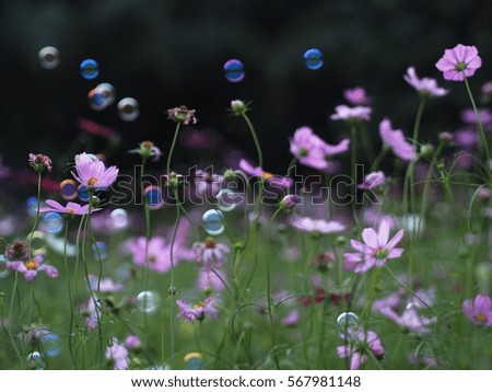 Cosmos Flower and Bubbles