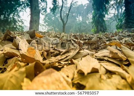 Dry leaves lying still on ground in forest, beautiful winter morning scene. Perspective of fading away in fog.