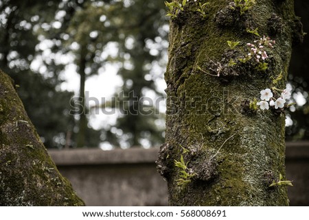 On this picture, a branch of a tree is seen with ferns and mosses growing on it. Flowers are also seen growing on the branch of the tree. On the background, other green trees are seen.
