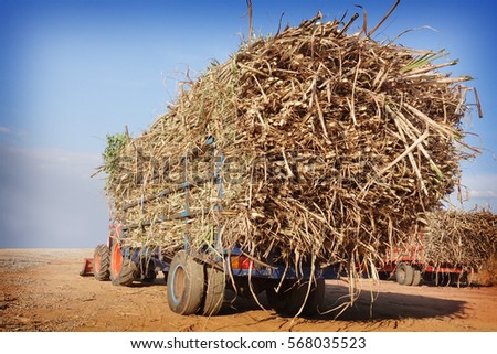 sugarcane truck with full cargo         