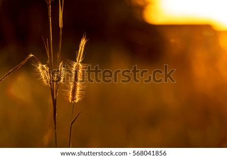 Close up tropical grass flower of beautiful in nature