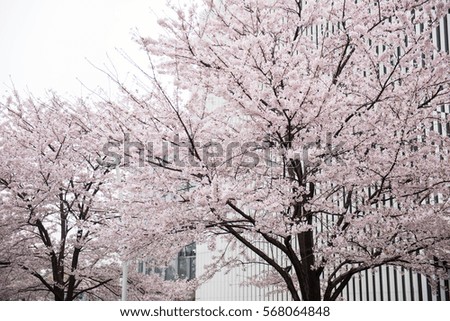 In this picture, a beautiful cherry flower tree full of flowers is seen. The flowers look pretty delicate and amazing. On the background, the bright sky is seen during the day.