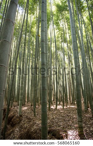 In the picture we can see a forest of bamboo trees. Bamboo trees are very important in japan as it is used in different works.