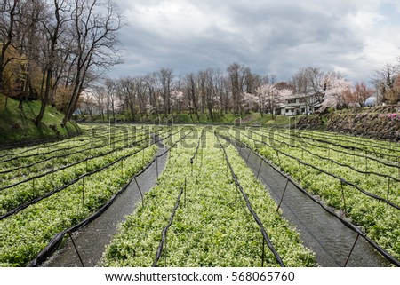 In the picture we can see a cultivation of fresh wasabi vegetables in japan. On the background big trees and a clear bright sky can be seen in the picture.