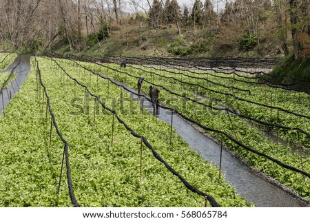 In the picture we can see a cultivation of fresh wasabi vegetables in japan. On the background big trees and a clear bright sky can be seen in the picture.