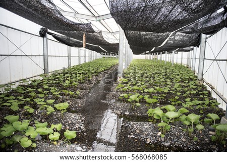 The interior of a nursery is shown in the picture where many plants are growing. The sunlight outdside making the interior bright.
