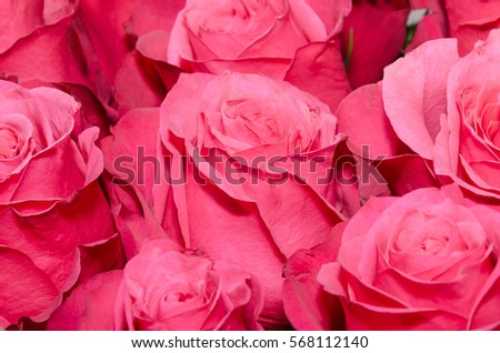 Bouquet of bright pink roses close-up. For a wide use in your design.