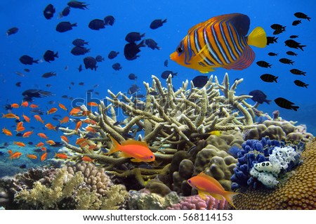 Coral reef underwater panorama with school of colorful tropical fish.
