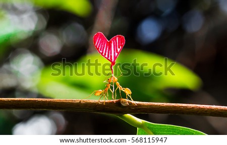 Two fire ants carrying a paper heart shape