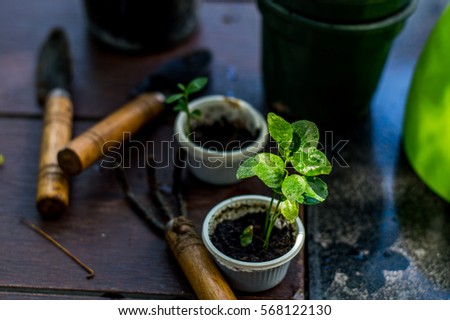 Plant tree, little tree with watering can garden tools. Royalty-Free Stock Photo #568122130