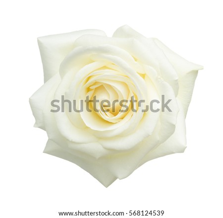 White rose isolated on white background