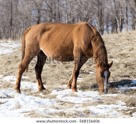 a horse in a pasture in winter