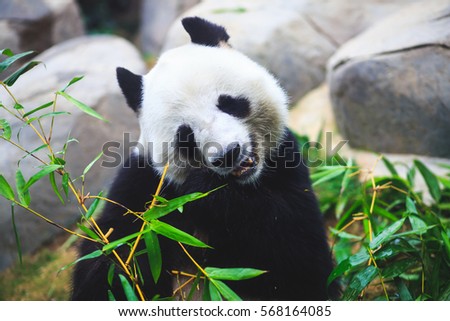 Image of a chinese panda bear eating bambusa looking in camera on nature background
