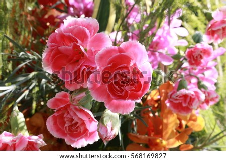 pink flower background,flower in garden, colorful  flora, nature in park 