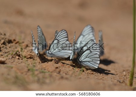 White butterfly