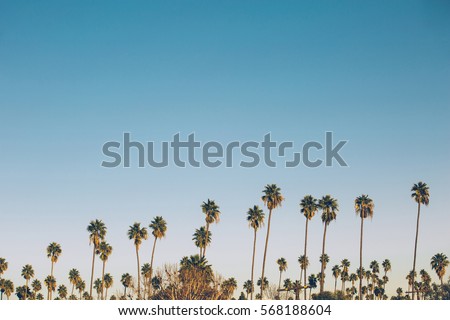 Palms on the blue sky background in California. Vintage picture with freedom and relaxation concept.