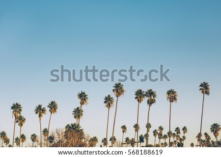 Palms on the blue sky background in California. Vintage picture with freedom and relaxation concept.
