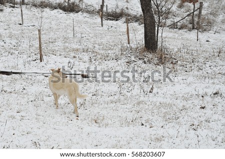 winter dog portrait