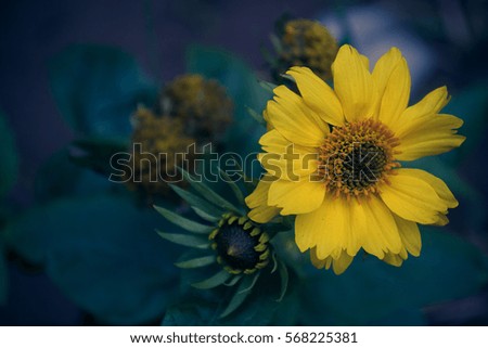 delicate yellow flower