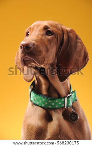 Young vizsla pointer dog portrait on colored background Royalty-Free Stock Photo #568230175