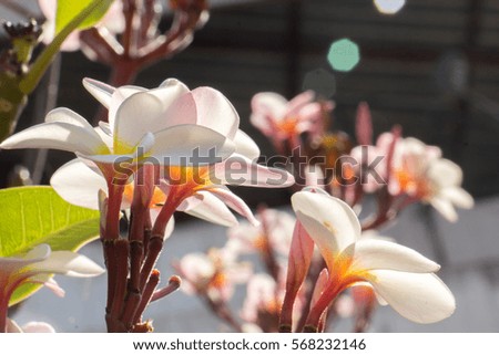 Plumeria flower pink and white frangipani tropical flower,