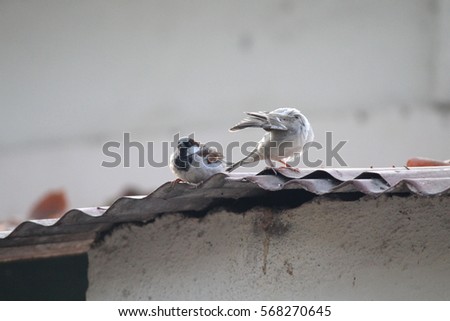 Sparrow couple on the roof