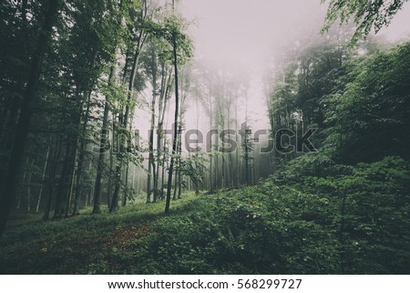 Rainy day in Natural green misty forest 