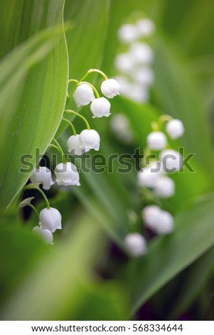 spring - lilies of the valley
