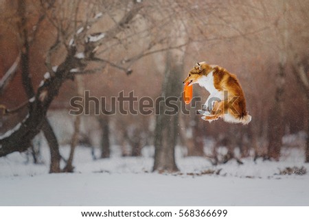 Shetland Sheepdog catches a flying disc during snowfall in winter