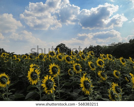 Sunflowers in The Garden with Cloudy Sky