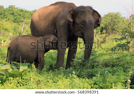 Asian or Asiatic elephant,  Elephas maximus feeding cub