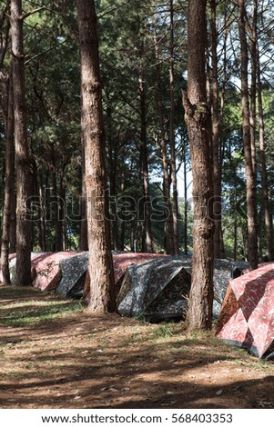 camping in Pine forest