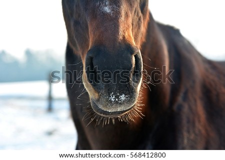 The nostrils of horses
