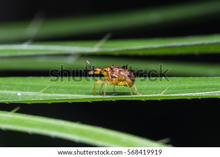 Giraffe Weevil Beetle