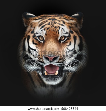 tiger face on black background