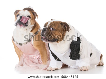 male and female dog couple wearing clothing on white background
