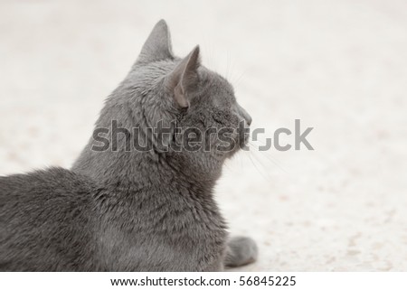 Portrait of  my lovely gray cat