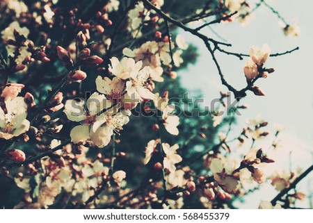 background of spring white cherry blossoms tree. selective focus. vintage filtered
