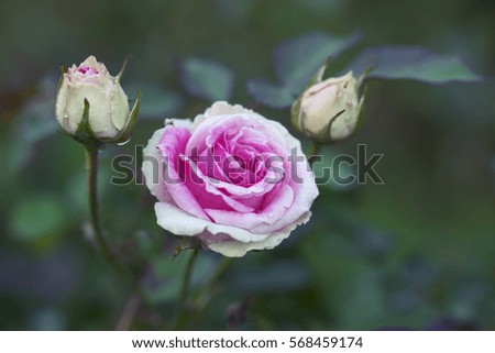 Beautiful rose flower on soft background in garden.
