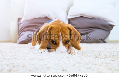 Dog on white fluffy carpet at home. Background with beagle dog in light colors. Sad beagle relax on carpet.  Dog with big brown ears. Royalty-Free Stock Photo #568477285