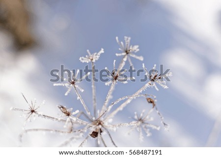 frozen flower in winter