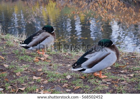 Animals and wildlife, wild ducks couple sleeping synchronously on the river bank
