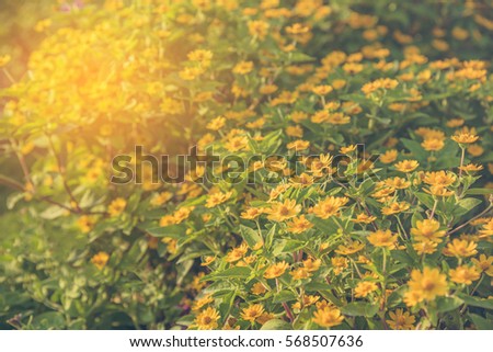 image of Little Yellow Star flower (Melampodium Divaricatum) in garden.