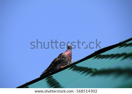Rock dove (Columba livia) resting on the metal tiled roof spine against a blue sky