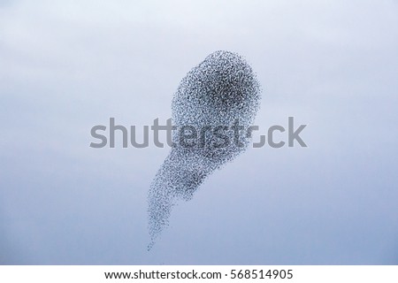 Large flock of starlings Royalty-Free Stock Photo #568514905